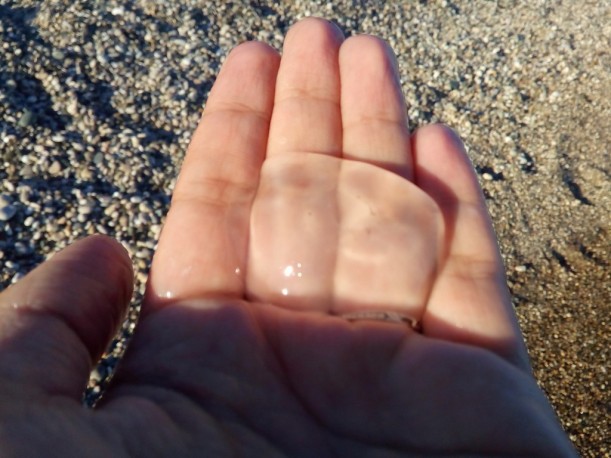 Медуз в море хватает, но не кишмя кишат