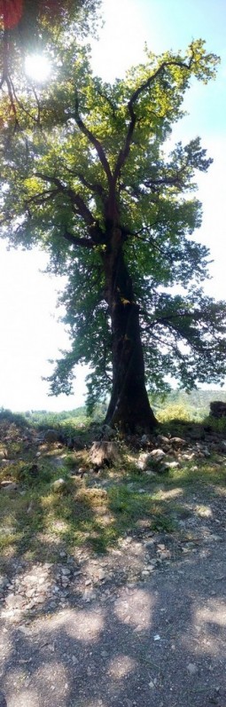 Дерево как всегда не входило в кадр, снимал на панораме